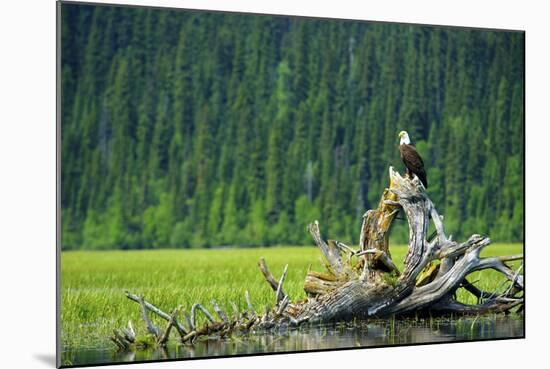 A Bald Eagle Perching on a Dead Tree Scans the Marsh of Bowron Lake-Richard Wright-Mounted Photographic Print