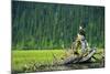 A Bald Eagle Perching on a Dead Tree Scans the Marsh of Bowron Lake-Richard Wright-Mounted Photographic Print