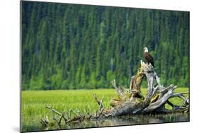 A Bald Eagle Perching on a Dead Tree Scans the Marsh of Bowron Lake-Richard Wright-Mounted Photographic Print