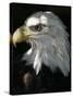 A Bald Eagle Sits in the Shade at the Dallas Zoo-null-Stretched Canvas