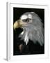 A Bald Eagle Sits in the Shade at the Dallas Zoo-null-Framed Premium Photographic Print