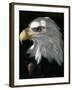 A Bald Eagle Sits in the Shade at the Dallas Zoo-null-Framed Photographic Print