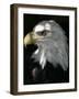 A Bald Eagle Sits in the Shade at the Dallas Zoo-null-Framed Photographic Print