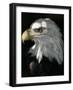 A Bald Eagle Sits in the Shade at the Dallas Zoo-null-Framed Photographic Print
