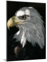 A Bald Eagle Sits in the Shade at the Dallas Zoo-null-Mounted Photographic Print