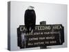 A Bald Eagle Sits on a Sign at the Eagle Feeding and Viewing Area-null-Stretched Canvas