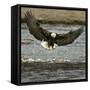 A Bald Eagle Swoops Down for a Landing While Looking for Fish-null-Framed Stretched Canvas