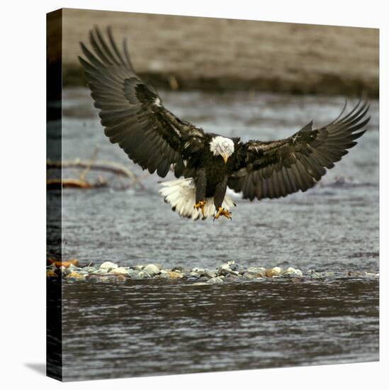 A Bald Eagle Swoops Down for a Landing While Looking for Fish-null-Stretched Canvas