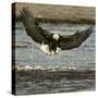 A Bald Eagle Swoops Down for a Landing While Looking for Fish-null-Stretched Canvas