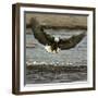 A Bald Eagle Swoops Down for a Landing While Looking for Fish-null-Framed Premium Photographic Print