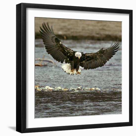 A Bald Eagle Swoops Down for a Landing While Looking for Fish-null-Framed Premium Photographic Print