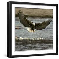 A Bald Eagle Swoops Down for a Landing While Looking for Fish-null-Framed Photographic Print