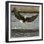 A Bald Eagle Swoops Down for a Landing While Looking for Fish-null-Framed Photographic Print