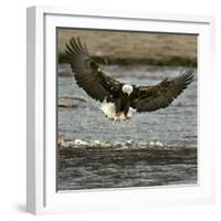 A Bald Eagle Swoops Down for a Landing While Looking for Fish-null-Framed Photographic Print