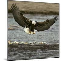 A Bald Eagle Swoops Down for a Landing While Looking for Fish-null-Mounted Photographic Print