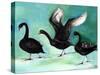 A Ballet of Black Swans, 2013-Nancy Moniz-Stretched Canvas