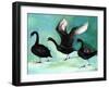 A Ballet of Black Swans, 2013-Nancy Moniz-Framed Giclee Print