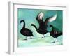 A Ballet of Black Swans, 2013-Nancy Moniz-Framed Giclee Print