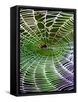 A Banana Spider's Web-null-Framed Stretched Canvas