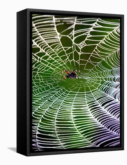 A Banana Spider's Web-null-Framed Stretched Canvas