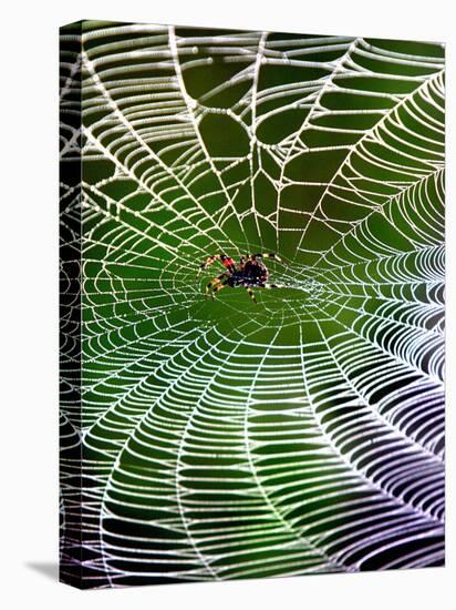 A Banana Spider's Web-null-Stretched Canvas