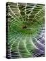 A Banana Spider's Web-null-Stretched Canvas