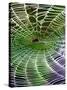 A Banana Spider's Web-null-Stretched Canvas