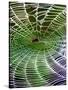 A Banana Spider's Web-null-Stretched Canvas