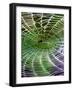 A Banana Spider's Web-null-Framed Photographic Print