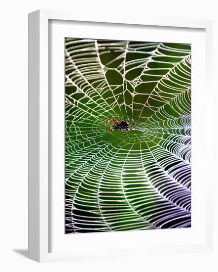 A Banana Spider's Web-null-Framed Photographic Print