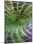 A Banana Spider's Web-null-Mounted Photographic Print