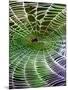 A Banana Spider's Web-null-Mounted Photographic Print