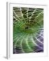 A Banana Spider's Web-null-Framed Photographic Print