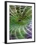 A Banana Spider's Web-null-Framed Photographic Print