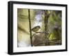 A Bananaquit Bird, Coereba Flaveola, Rests on a Branch in In Ubatuba-Alex Saberi-Framed Photographic Print