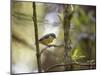 A Bananaquit Bird, Coereba Flaveola, Rests on a Branch in In Ubatuba-Alex Saberi-Mounted Premium Photographic Print