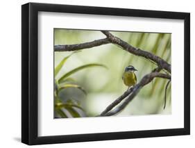 A Bananaquit Bird, Coereba Flaveola, Rests on a Branch in Ubatuba-Alex Saberi-Framed Premium Photographic Print