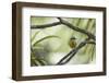 A Bananaquit Bird, Coereba Flaveola, Rests on a Branch in Ubatuba-Alex Saberi-Framed Photographic Print