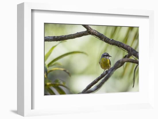 A Bananaquit Bird, Coereba Flaveola, Rests on a Branch in Ubatuba-Alex Saberi-Framed Photographic Print