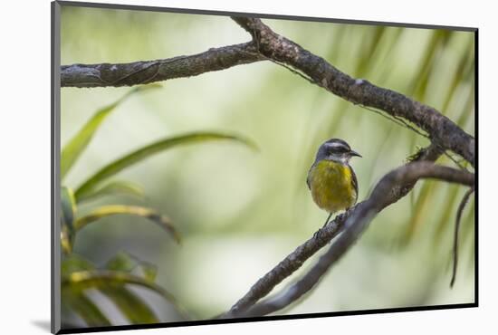 A Bananaquit Bird, Coereba Flaveola, Rests on a Branch in Ubatuba-Alex Saberi-Mounted Photographic Print