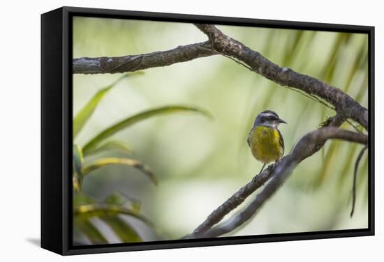 A Bananaquit Bird, Coereba Flaveola, Rests on a Branch in Ubatuba-Alex Saberi-Framed Stretched Canvas