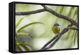 A Bananaquit Bird, Coereba Flaveola, Rests on a Branch in Ubatuba-Alex Saberi-Framed Stretched Canvas