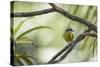 A Bananaquit Bird, Coereba Flaveola, Rests on a Branch in Ubatuba-Alex Saberi-Stretched Canvas