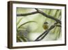 A Bananaquit Bird, Coereba Flaveola, Rests on a Branch in Ubatuba-Alex Saberi-Framed Photographic Print