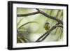 A Bananaquit Bird, Coereba Flaveola, Rests on a Branch in Ubatuba-Alex Saberi-Framed Photographic Print