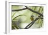 A Bananaquit Bird, Coereba Flaveola, Rests on a Branch in Ubatuba-Alex Saberi-Framed Photographic Print