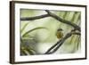 A Bananaquit Bird, Coereba Flaveola, Rests on a Branch in Ubatuba-Alex Saberi-Framed Photographic Print