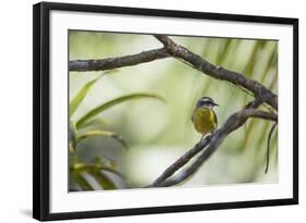 A Bananaquit Bird, Coereba Flaveola, Rests on a Branch in Ubatuba-Alex Saberi-Framed Photographic Print