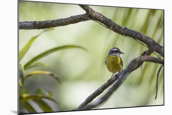 A Bananaquit Bird, Coereba Flaveola, Rests on a Branch in Ubatuba-Alex Saberi-Mounted Photographic Print