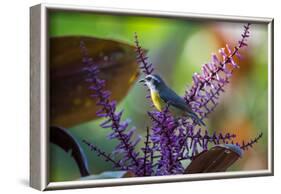 A Bananaquit Feeds from a Purple Flowering Plant in the Atlantic Rainforest-Alex Saberi-Framed Photographic Print